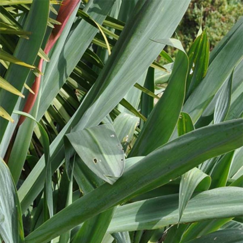 Beschorneria septentrionalis - Lis du Mexique (Foliage)