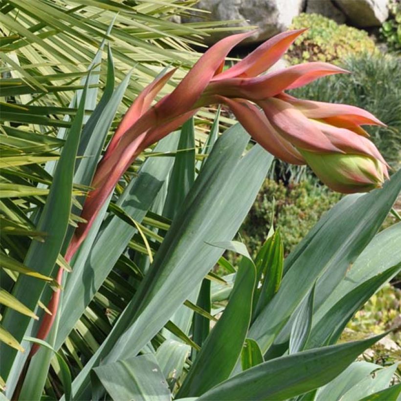 Beschorneria septentrionalis - Lis du Mexique (Flowering)