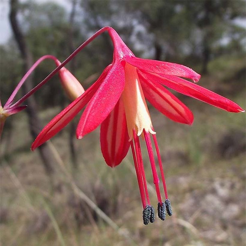 Bessera elegans - Corail du Mexique (Flowering)
