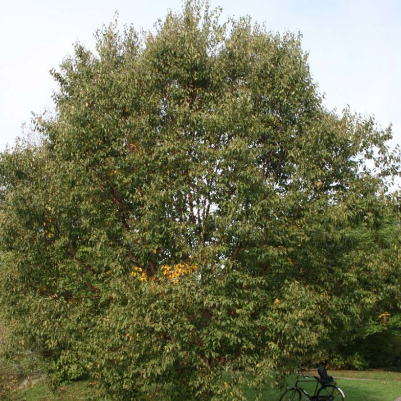 Betula albosinensis Blason - Bouleau de Chine (Plant habit)