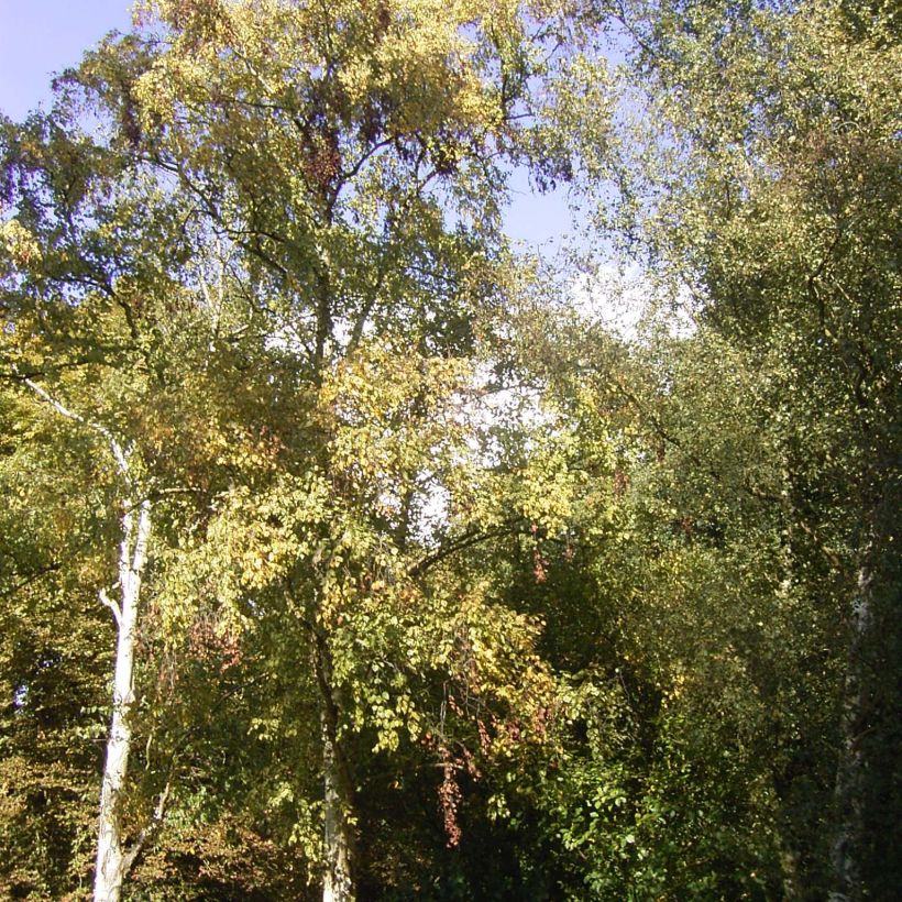 Betula ermanii Holland - Bouleau d'Erman  (Plant habit)