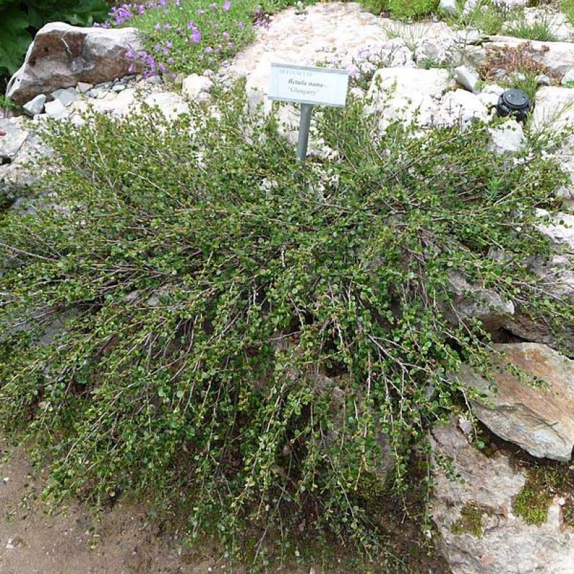 Bouleau nain - Betula nana (Plant habit)