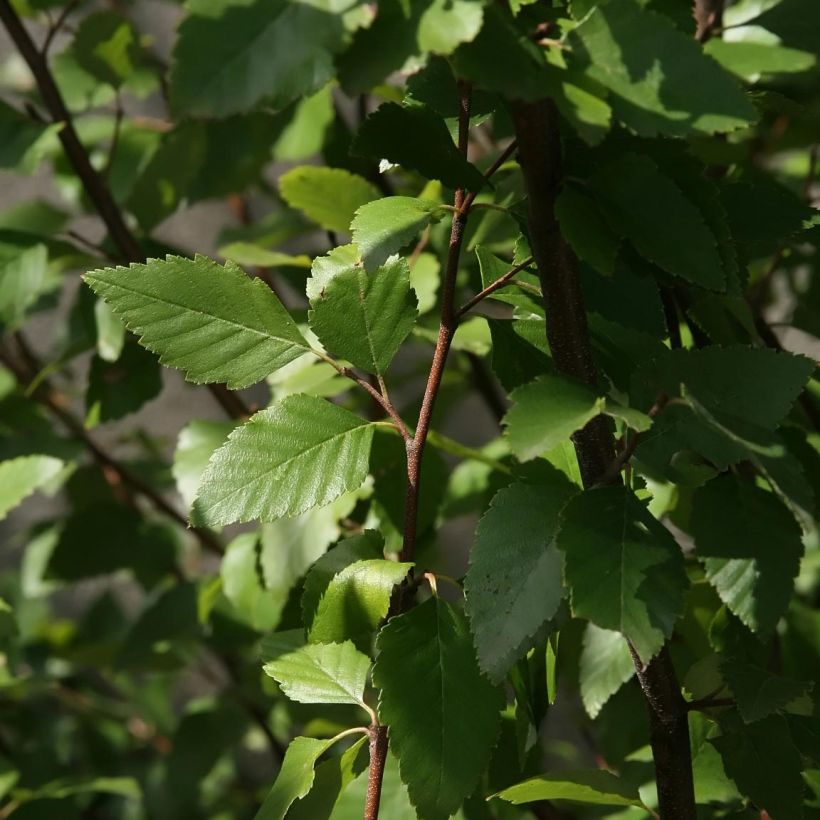 Bouleau noir - Betula nigra (Foliage)