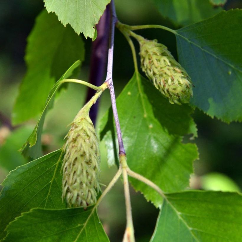 Bouleau noir - Betula nigra (Flowering)