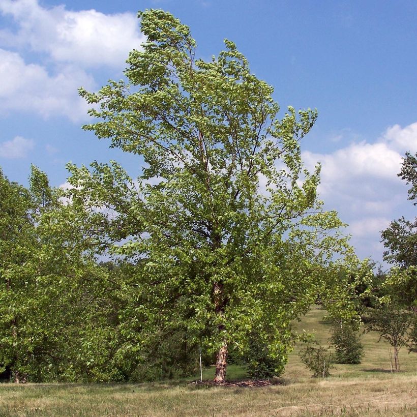 Bouleau noir - Betula nigra (Plant habit)