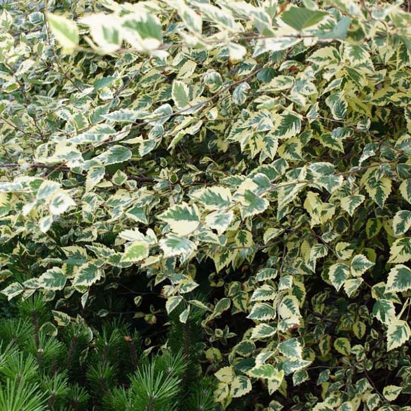 Bouleau noir - Betula nigra Shiloh Splash (Foliage)