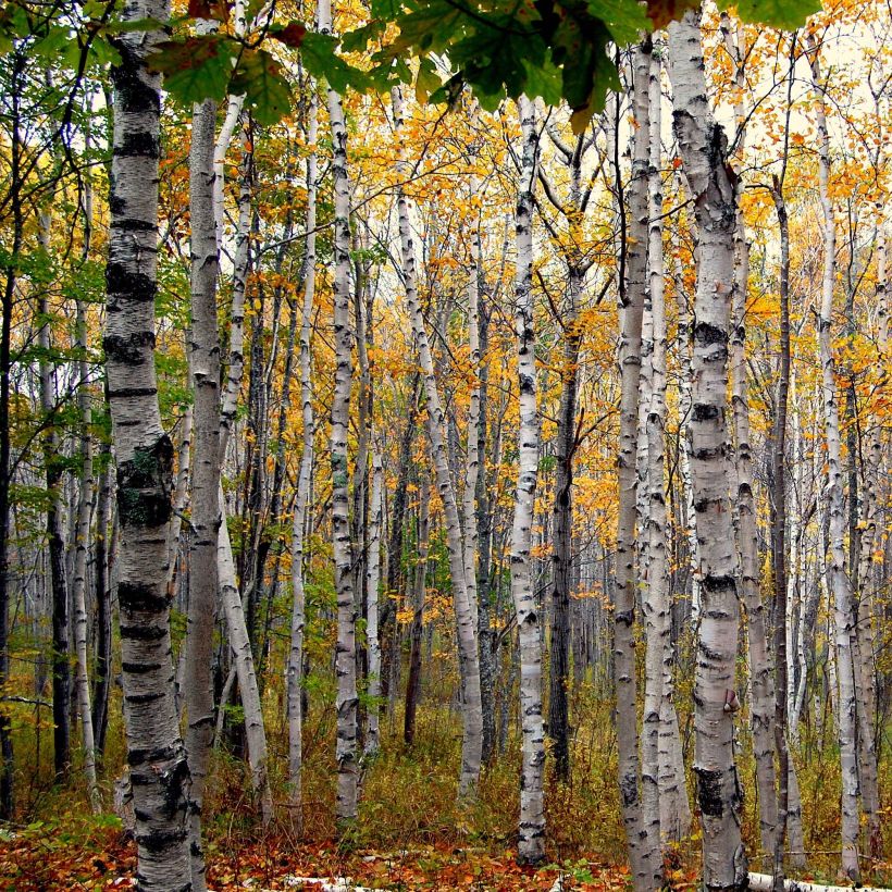 Betula papyrifera - Bouleau à papier (Plant habit)