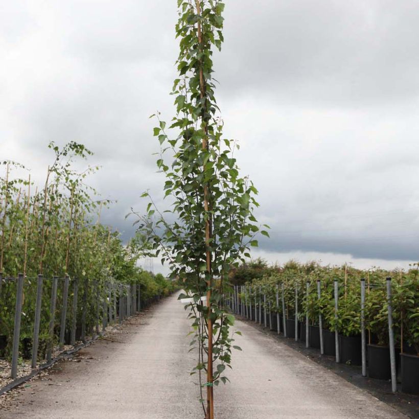 Betula pendula Fastigiata - Bouleau fastigié (Plant habit)