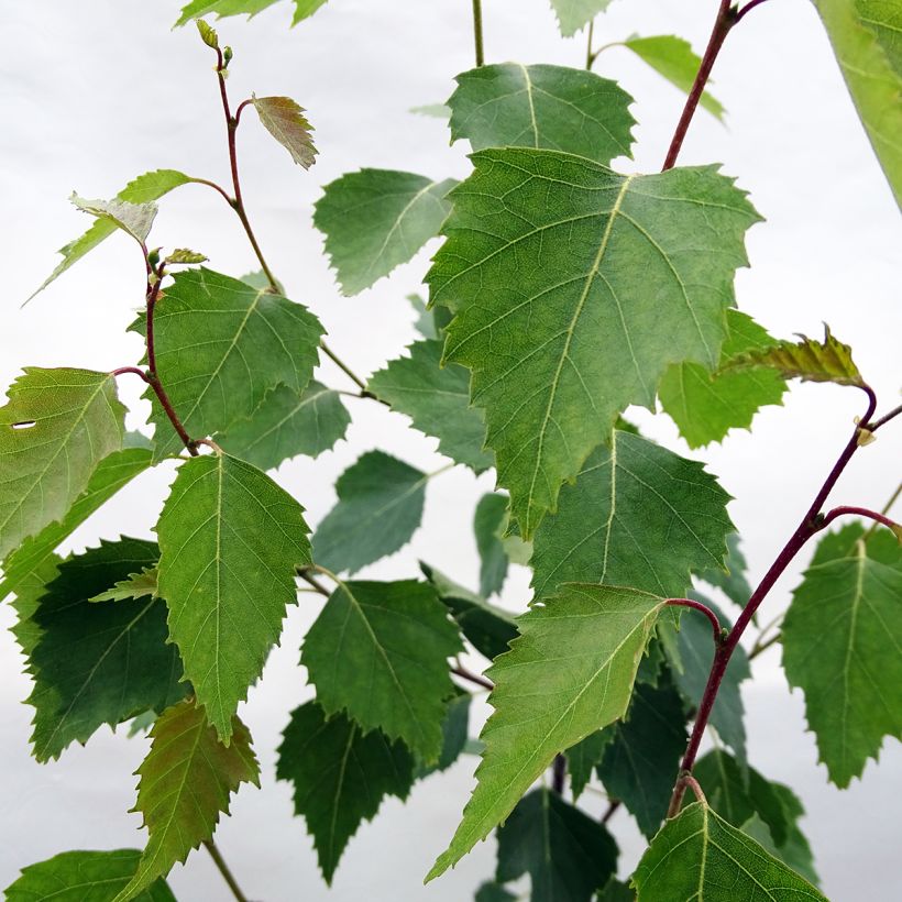 Betula pendula Fastigiata - Bouleau fastigié (Foliage)