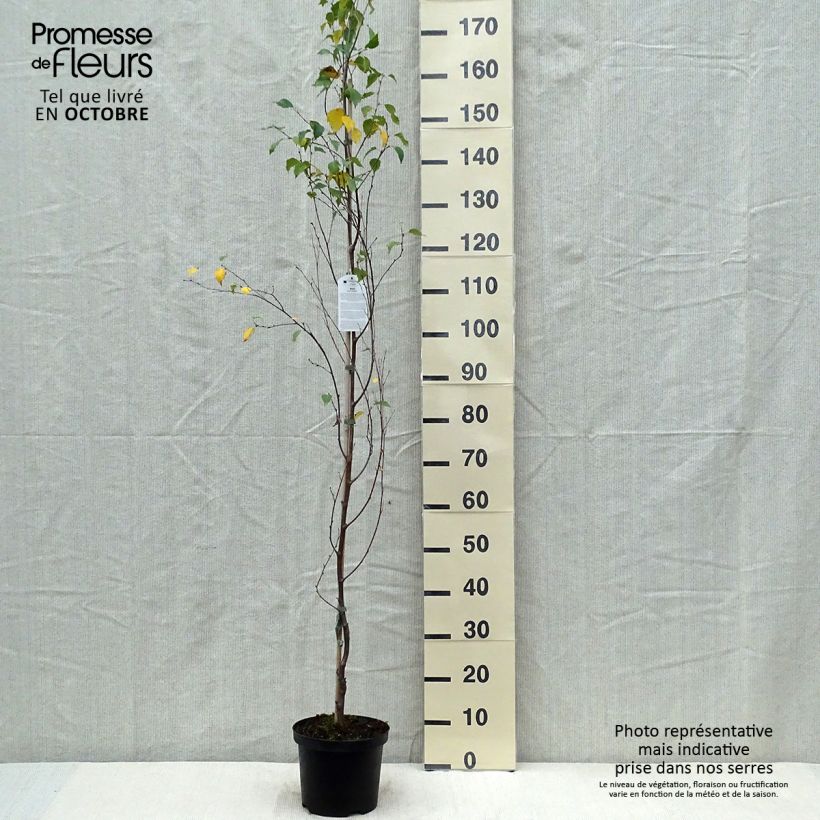 Example of Betula pendula Fastigiata - Bouleau fastigié Pot de 3L/4L as you get in automne