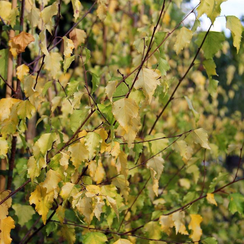 Betula pendula Golden Cloud - Bouleau blanc (Foliage)