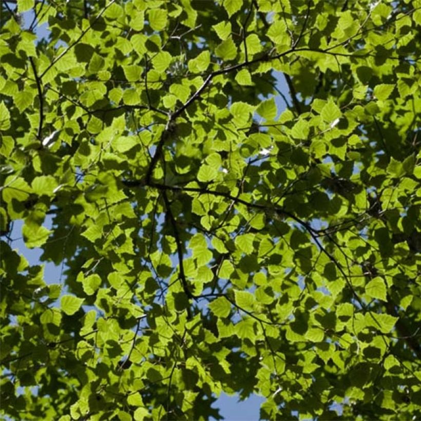 Betula pubescens - Bouleau pubescent (Foliage)