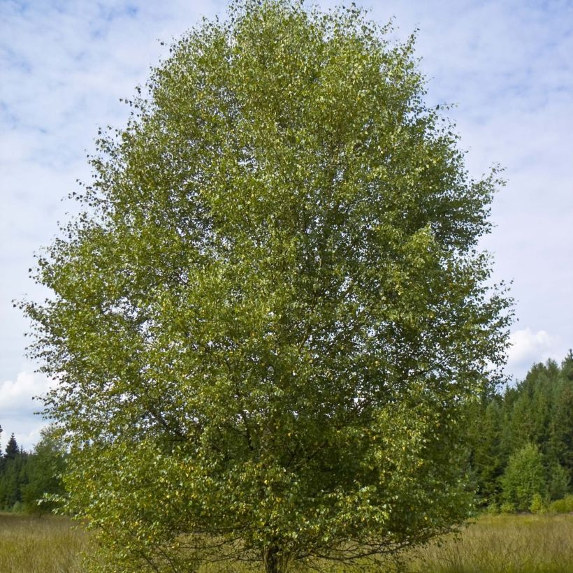 Betula pubescens - Bouleau pubescent (Plant habit)