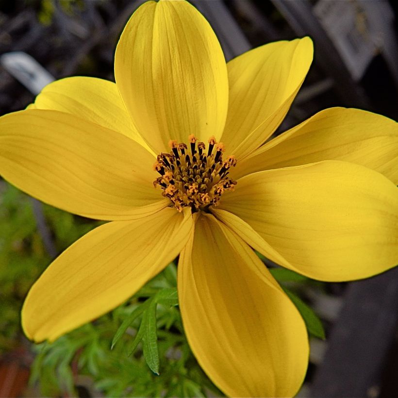 Bidens ferulifolia - Bidens à feuilles de férule (Flowering)