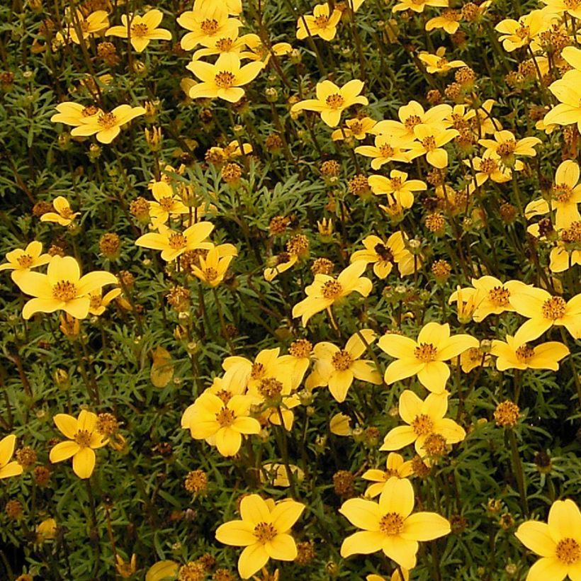 Bidens ferulifolia - Bidens à feuilles de férule (Plant habit)