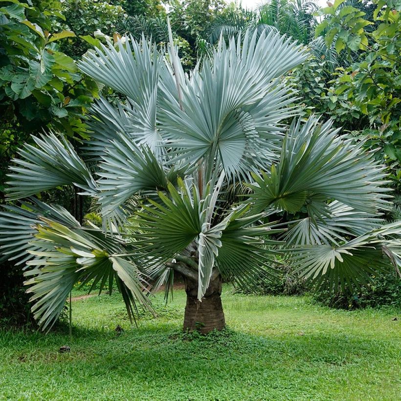 Bismarckia nobilis - Palmier de Bismarck (Plant habit)