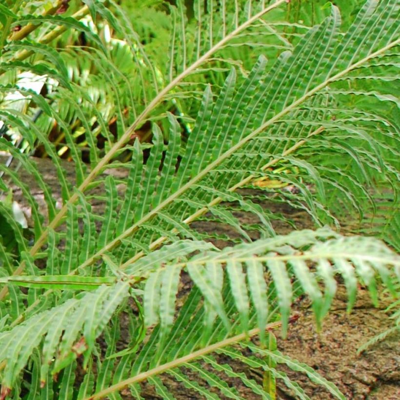 Blechnum brasiliense Volcano (Foliage)