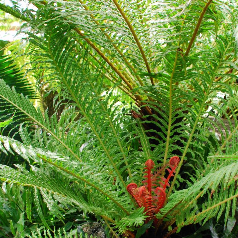 Blechnum brasiliense Volcano (Plant habit)