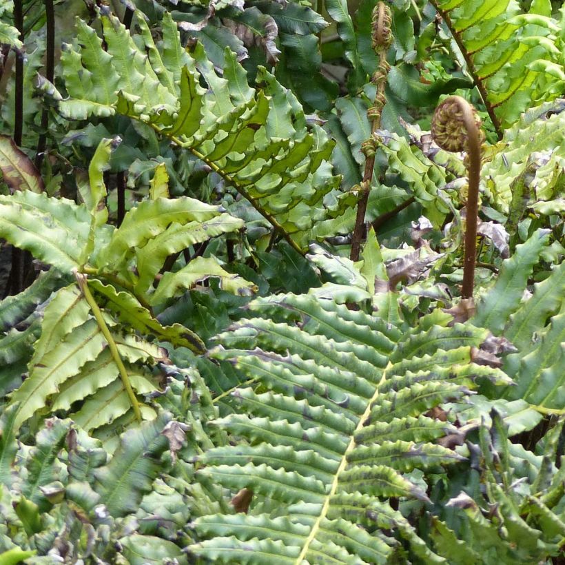 Blechnum chilense (Foliage)