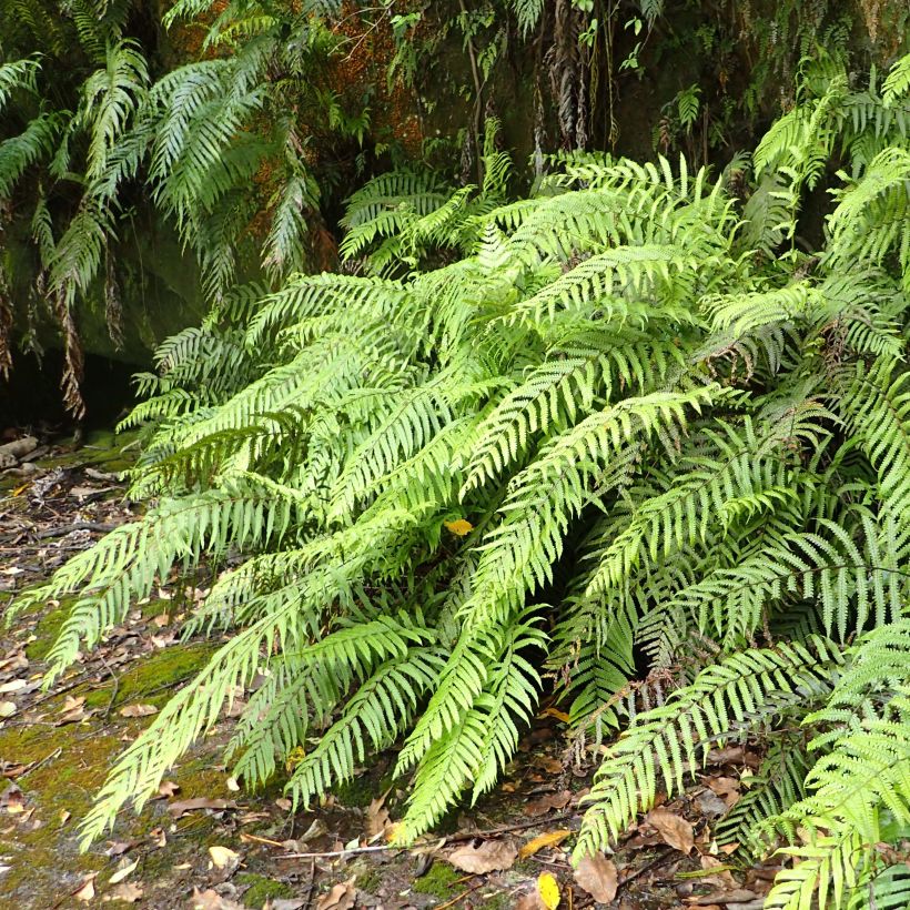 Blechnum novae-zelandiae (Plant habit)