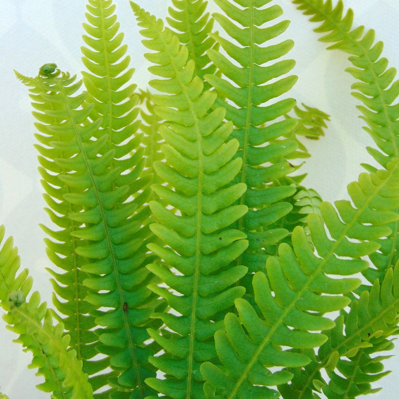 Blechnum spicant -  Fougère pectinée (Foliage)