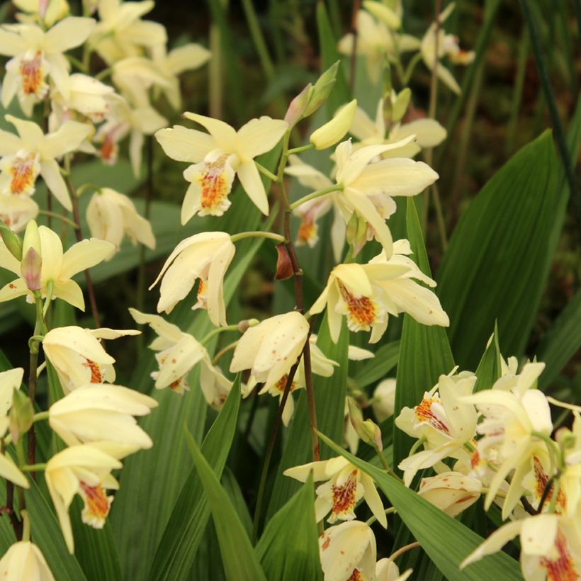 Bletilla ochracea - Bletilla ochracée (Plant habit)