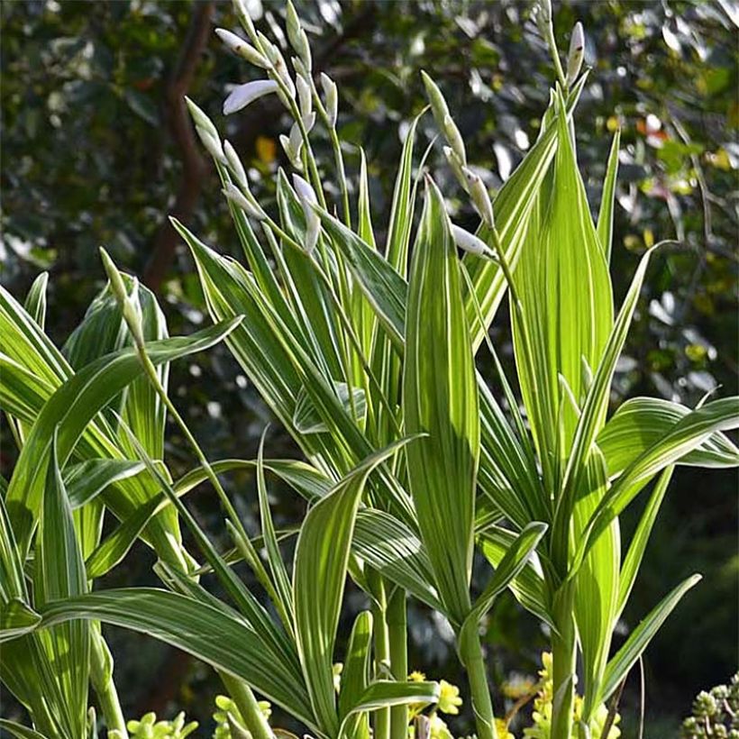 Bletilla striata Alba Variegata - Orchidée jacinthe blanche (Plant habit)