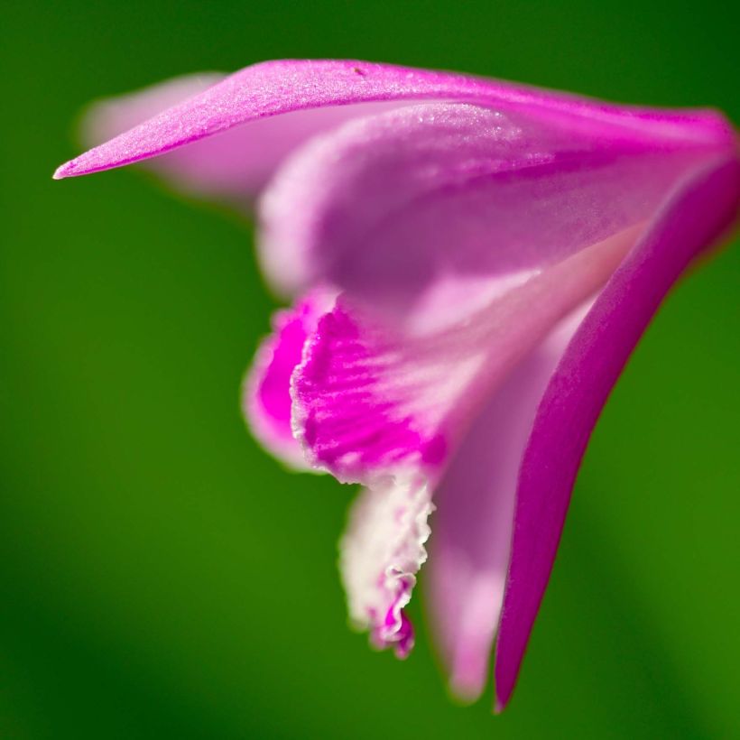 Bletilla striata Shi-ran - Orchidée jacinthe (Flowering)