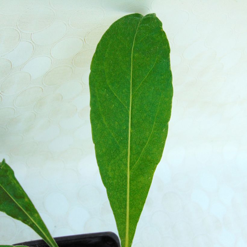Bleuet des Montagnes - Centaurée montana (Foliage)