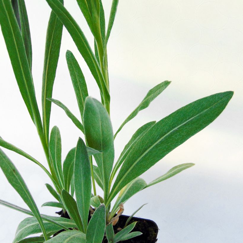Bleuet des montagnes Sulphurea - Centaurea montana (Foliage)