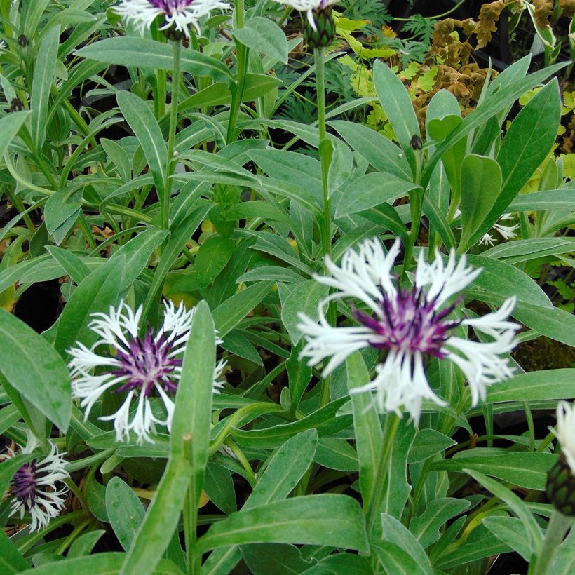 Bleuet des montagnes blanc et pourpre - Centaurée Purple Heart (Foliage)