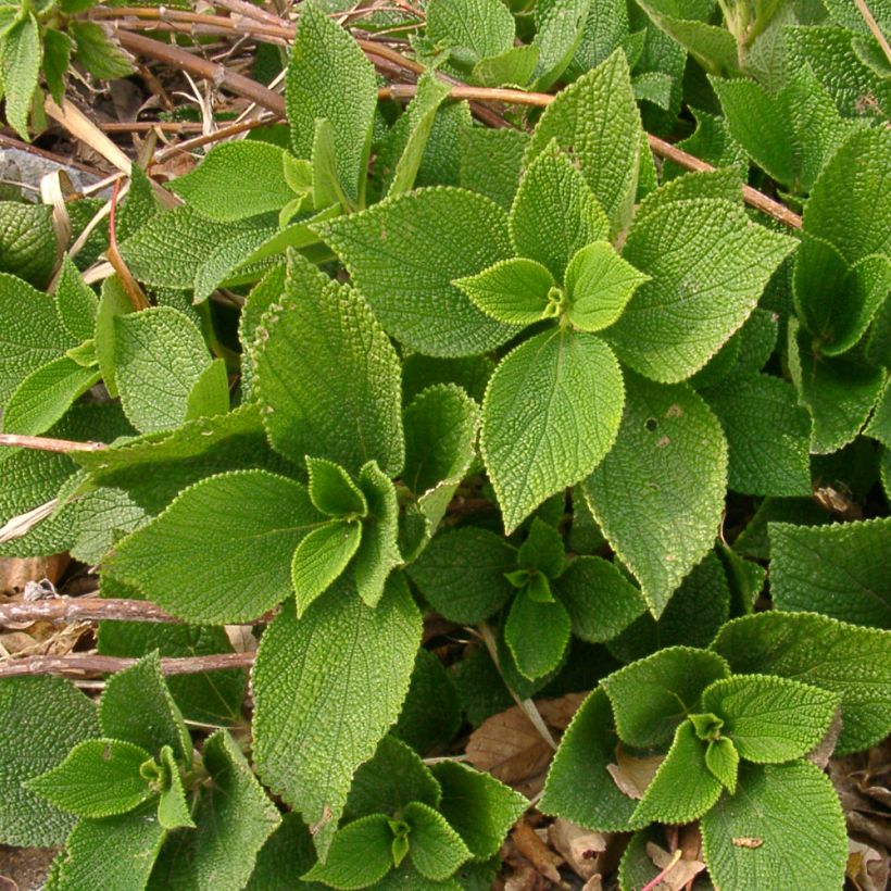 Boehmeria biloba (Plant habit)