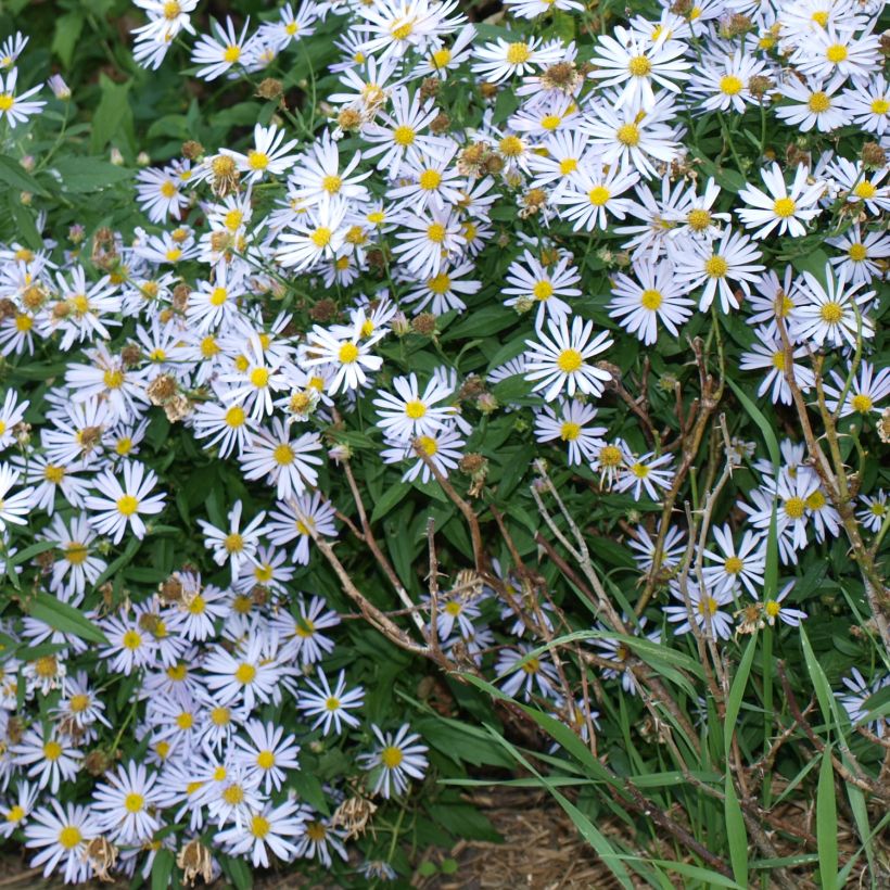 Boltonia asteroides Snowbank - Aster étoilé - Faux Aster (Plant habit)