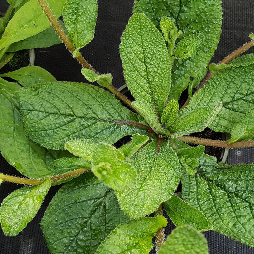 Borago pygmaea - Bourrache vivace naine (Foliage)
