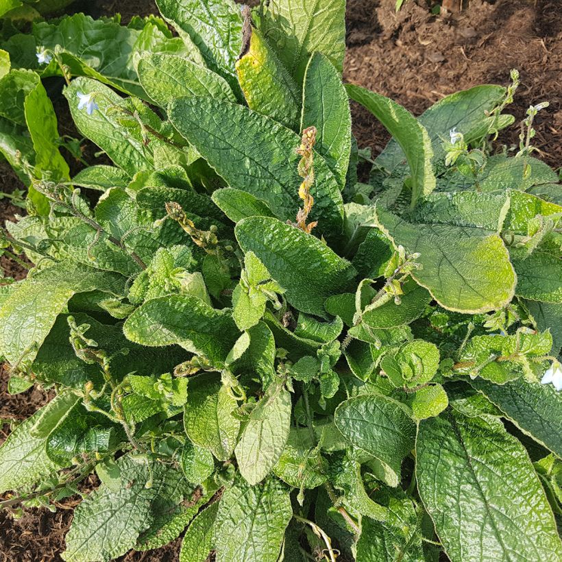Borago pygmaea - Bourrache vivace naine (Plant habit)