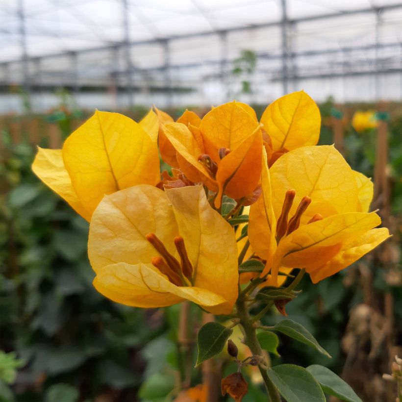 Bougainvillier spectabilis Jaune (Flowering)