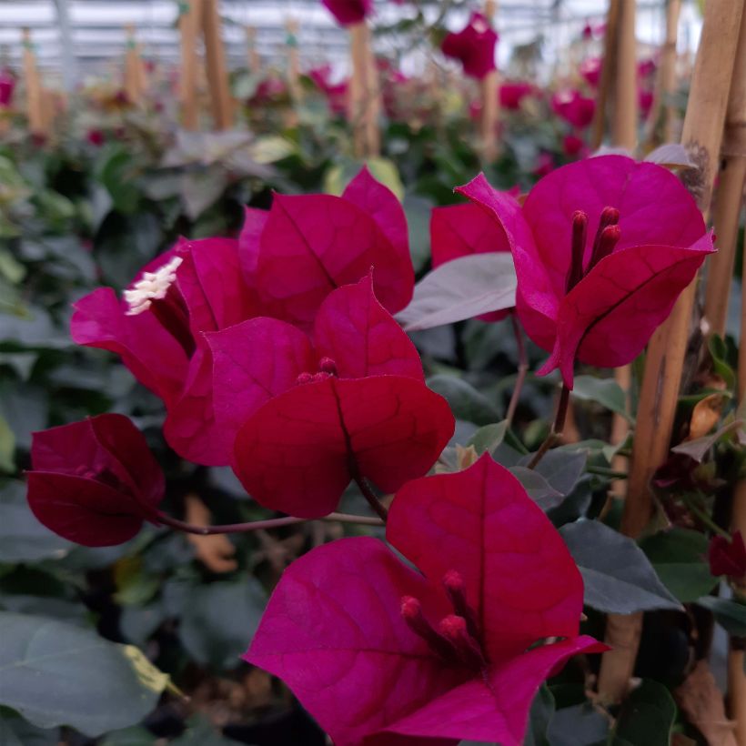 Bougainvillier spectabilis Pourpre violacé (Flowering)