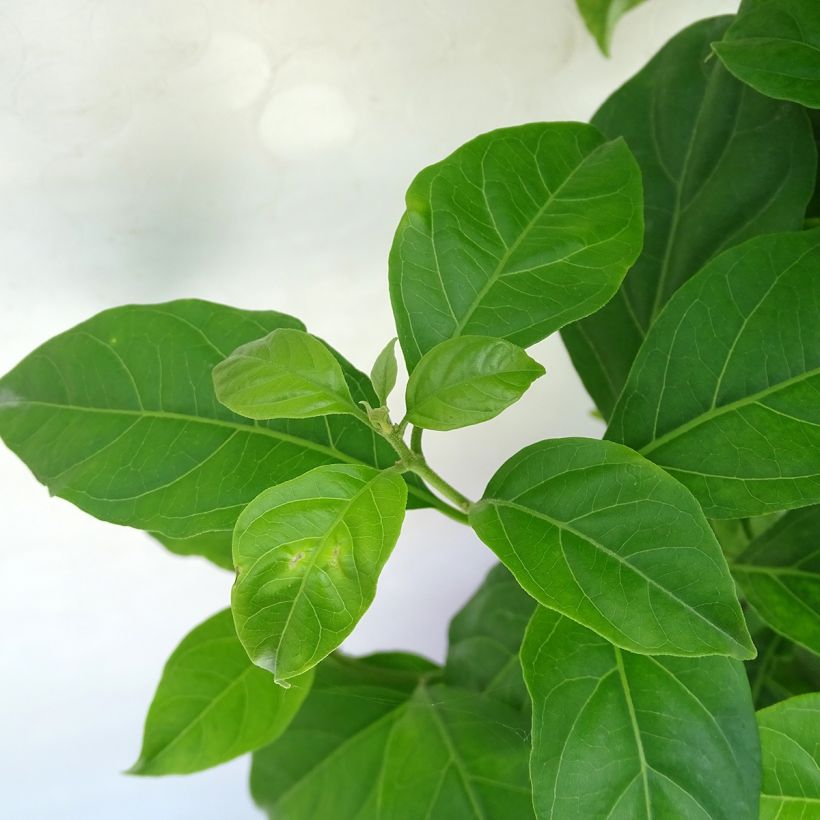 Bougainvillier spectabilis Rouge foncé (Foliage)