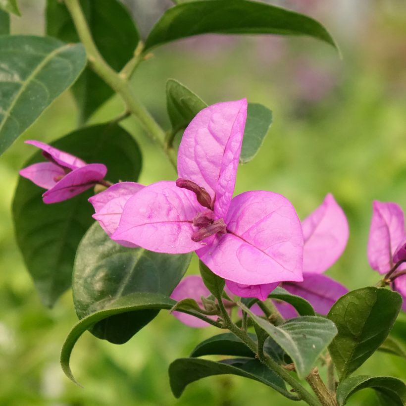 Bougainvillier Violet de Mèze (Flowering)