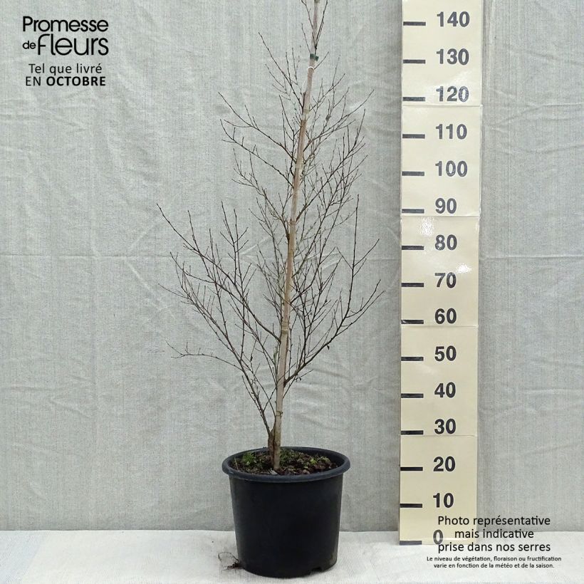 Example of Bouleau noir - Betula nigra Pot de 12L/15L as you get in automne