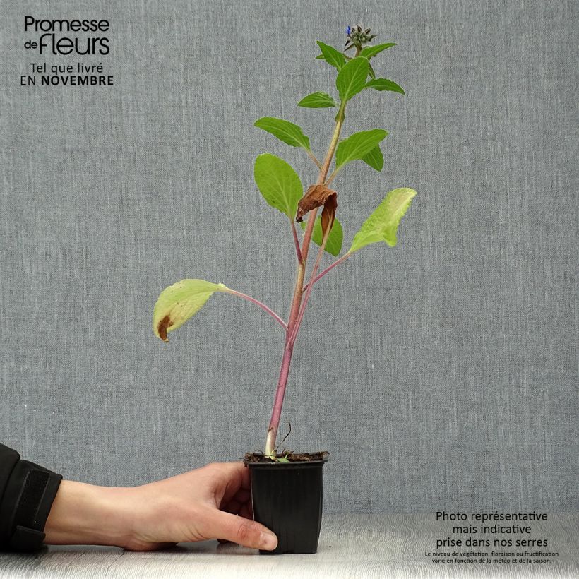Example of Bourrache BIO - Borago officinalis Godet de 7/8 cm as you get in automne