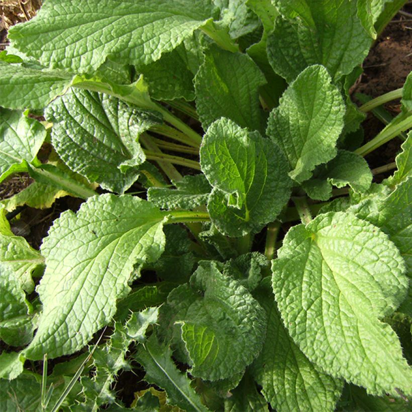 Bourrache BIO - Borago officinalis (Foliage)