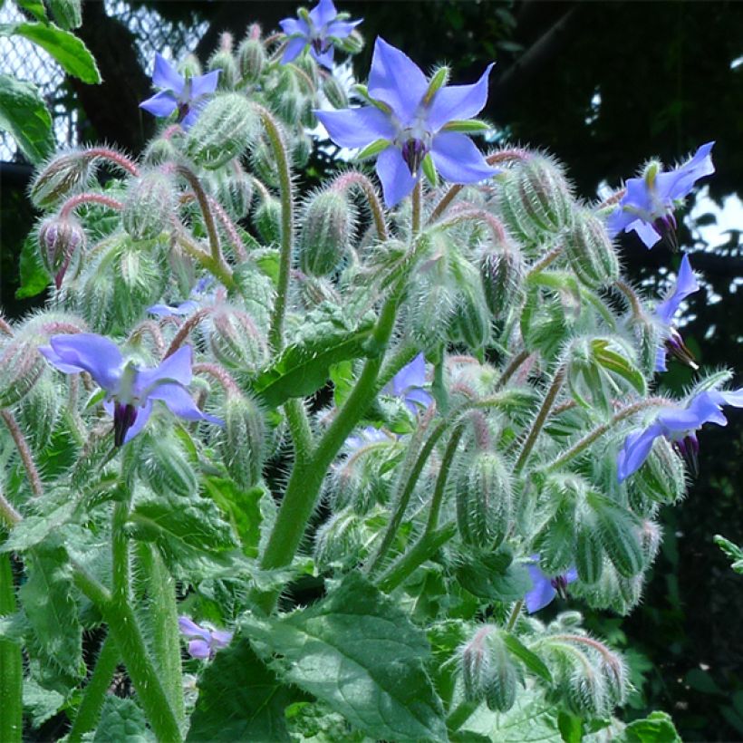 Bourrache BIO - Borago officinalis (Flowering)
