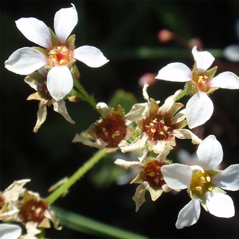 Boykinia major - Grande Boykinie (Flowering)