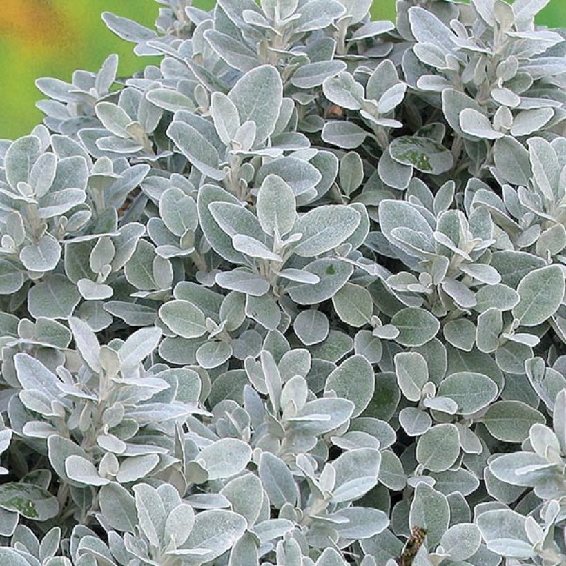 Brachyglottis greyi Walberton's Silver Dormouse - Seneçon gris (Foliage)