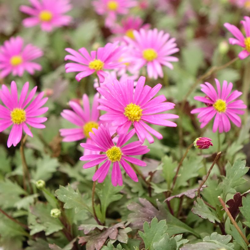 Brachyscome Fresco Bright Pink (Flowering)