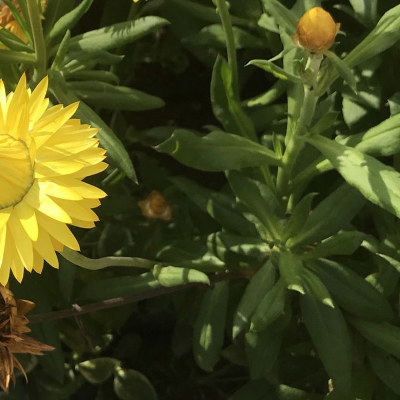 Bracteantha Granvia Gold - Immortelle (Foliage)