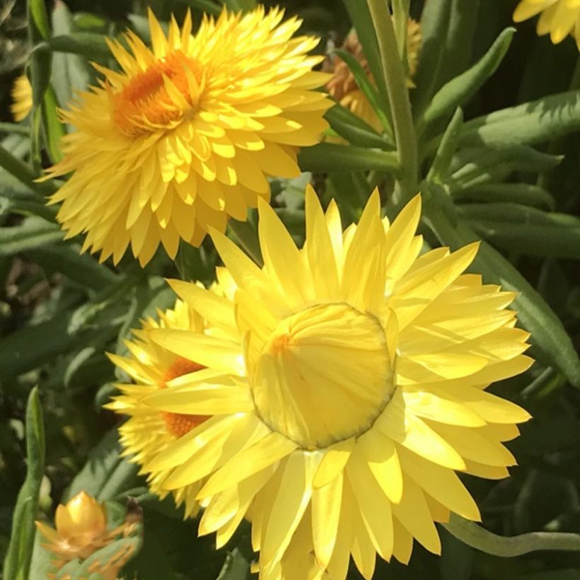 Bracteantha Granvia Gold - Immortelle (Flowering)