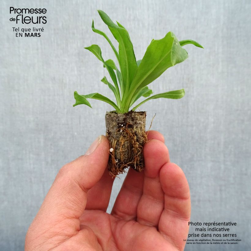 Example of Bracteantha Heliana Gold - Immortelle Mini-motte Ø 1,5/2,5 cm as you get in printemps