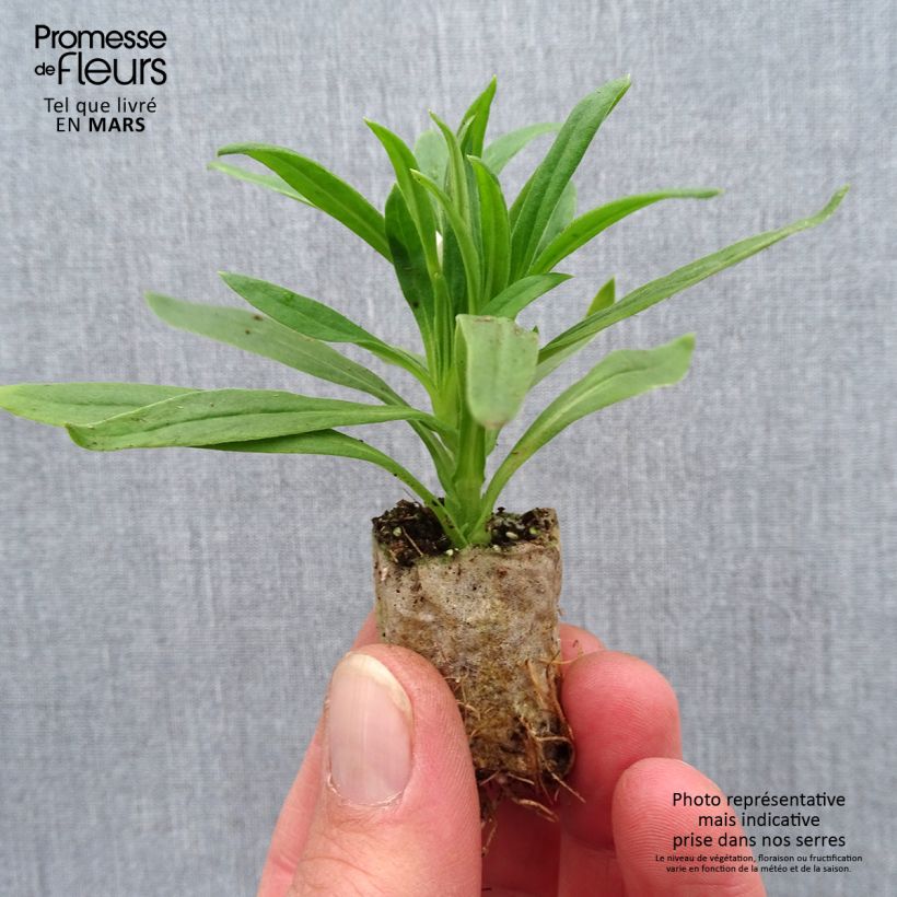 Example of Bracteantha Heliana White - Immortelle Mini-motte Ø 1,5/2,5 cm as you get in printemps